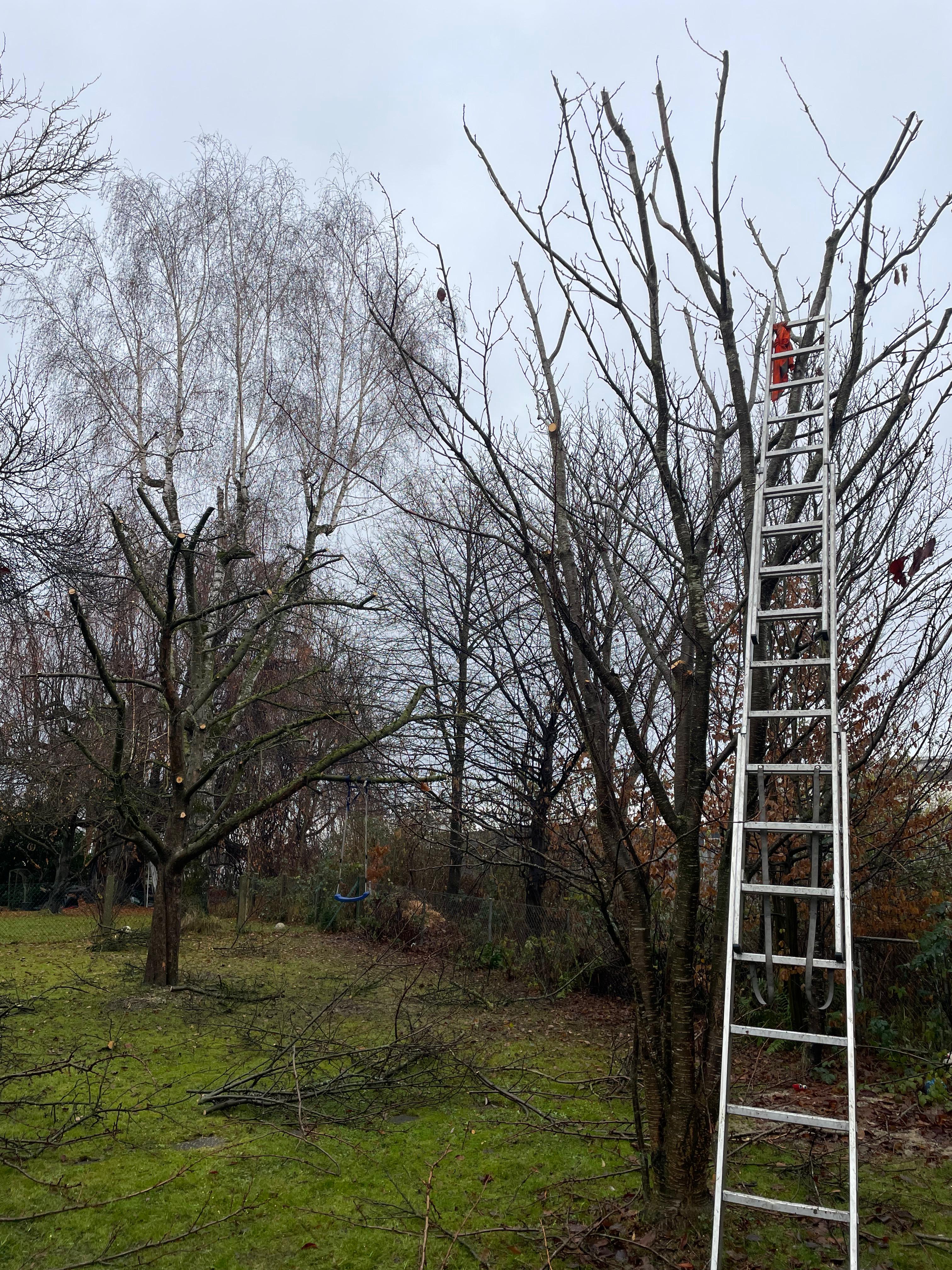 Baumschnitt und Kronenpflege